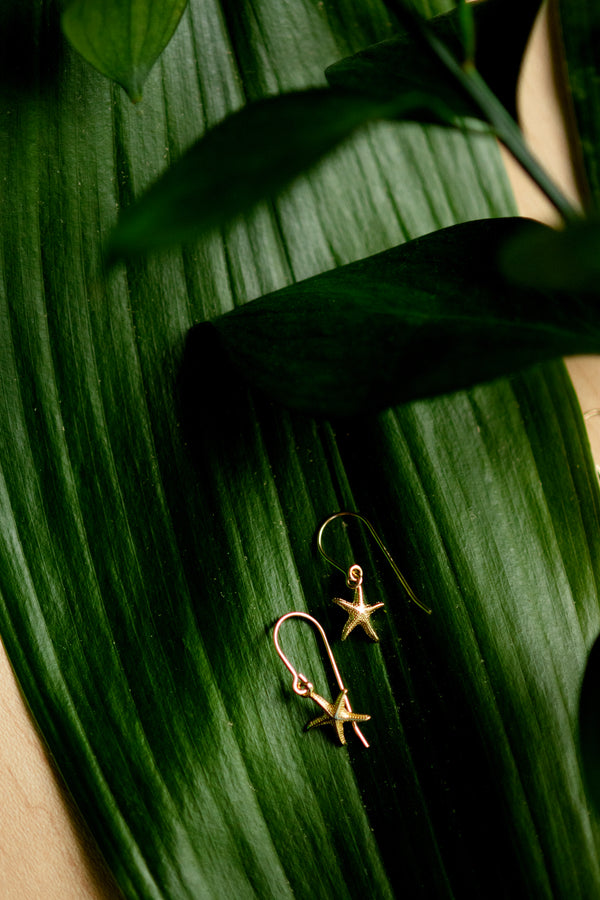 Small starfish earrings